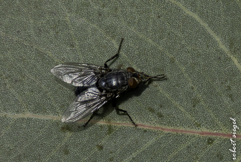 emily renzel wetlands 2026